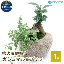 【ふるさと納税】観葉植物 苔盆栽 ガジュマル＆プミラ 抗火石鉢植え Mサイズ（1鉢） インテリア ナチュラル 自然 幸福をよぶ 室内栽培 プレゼント 送料無料 趣味 緑 人気 オススメ 初心者 玄関 リビング キッチン 盆栽 北海道冬季発送不可 株式会社チャーム