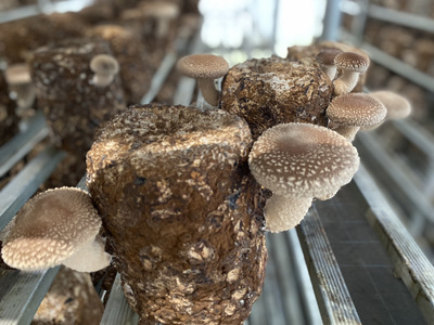 【豊受きのこ園】乾燥しいたけセット