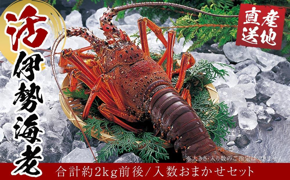 
活 伊勢海老 合計約2kg セット 訳あり ２番手
