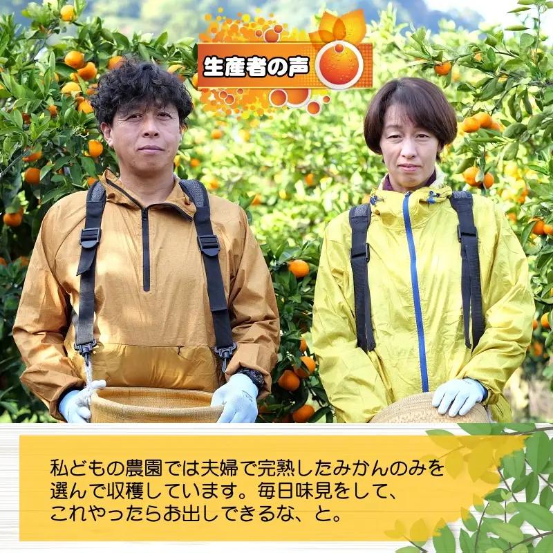 完熟 紅白 さつき 八朔 食べ比べ セット 2kg 6000円 久幸園  /  紅八朔 さつき八朔 はっさく 樹上完熟 完熟 木成り 柑橘 果物 くだもの フルーツ みかん 和歌山 有田 広川町 ※2