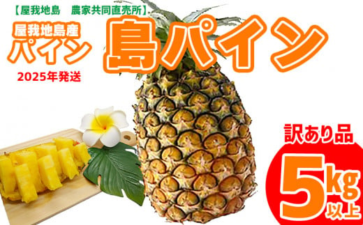 《訳あり品》2025年【屋我地島　農家共同直売所】屋我地島産パイン5kg以上 島パイン 先行予約 沖縄 国産 パインアップル Nパイン ハワイ種 ぱいん 生産者応援 送料無料 ご当地 お取り寄せ 果物 くだもの 果実 ふるさと納税 名護 デザート フルーツ トロピカル