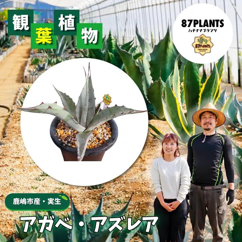 【 アガベ 】 多肉植物  アズレア ガーデニング agave 数量限定 園芸 植物 アガベ 鹿嶋市 