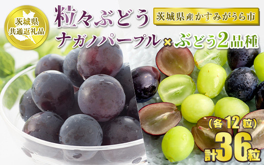 粒々ぶどう 合計36粒 各12粒 ナガノパープルとぶどう 2品種【茨城県共通返礼品 かすみがうら市】セット 3種類 食べ比べ ナガノパープル ぶどう ブドウ 葡萄 果物 フルーツ お取り寄せ ※2024年8月下旬頃より順次発送予定