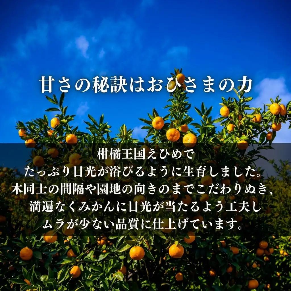 愛果28号 みかん 紅まどんな同品種 愛媛県産 愛果28号【約2.5kg】【先行予約】