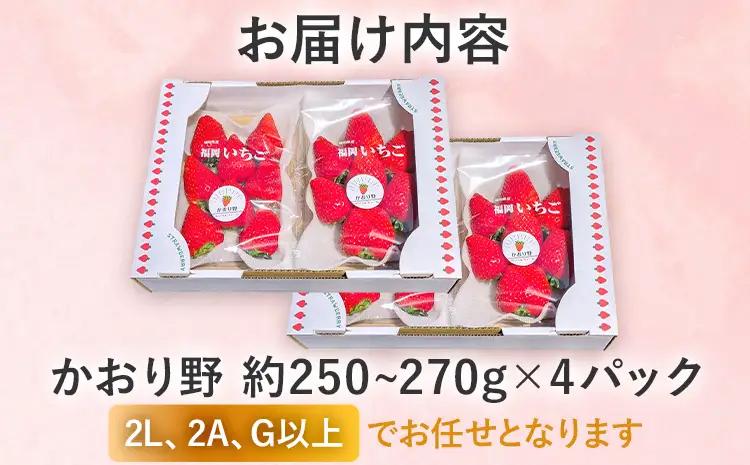 いちご   農家直送完熟いちご かおり野 4パック 【2027年2月上旬～4月末頃に順次発送】 いちご  