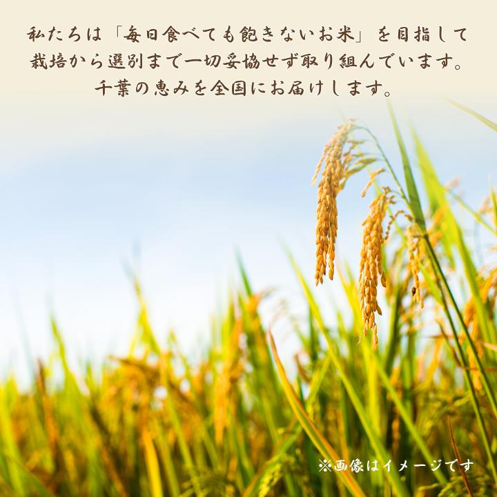令和7年産 ふさこがね 精米 10kg （ 5kg × 2 ） ／ 米 こめ コメ お米 ごはん ご飯 精米 白米 10kg 5kg ふさこがね 令和7年産 新米 JA 農協 ちばみどり ちばみどり農
