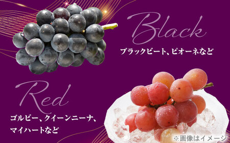 【先行予約】＜赤秀＞ 種無しぶどう セット 3-5房 2kg BKCI001 ぶどう