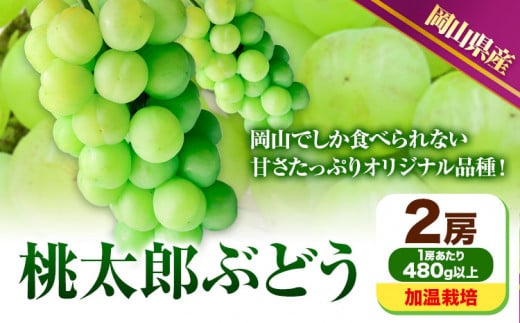 228.岡山県産 桃太郎ぶどう  2房 (480g以上) 加温栽培【配送不可地域あり】 《7月上旬-8月末頃に出荷予定(土日祝除く)》 岡山県 矢掛町 ぶどう 葡萄 果物