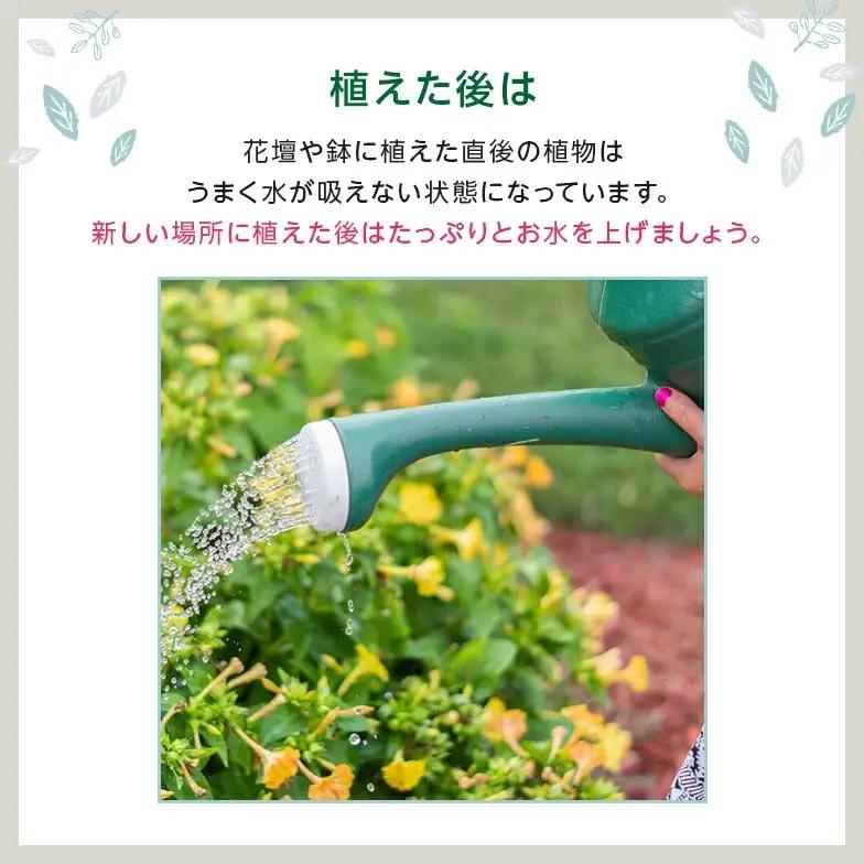 季節の花苗24セット【花苗 花苗セット 花 季節の花 花セット ガーデニング 家庭菜園 園芸 初夏 夏 花壇 庭 鉢 玄関 プランター 寄せ植え おうち時間 趣味 ベランダ 土っ子倶楽部 プレゼント 
