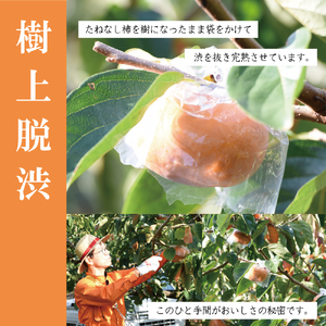 お試しに！【ご家庭用】紀の川柿 約1.5kg カキエモン農園 【2025年10月中旬～11月中旬頃順次発送】/ 和歌山県 かつらぎ町 果物 くだもの フルーツ 柿 かき 和歌山 人気 送料無料【BX-