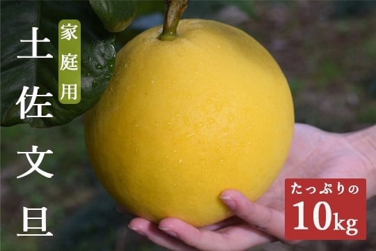 
            【家庭用大満足の10kg！】温暖な気候が育んだ土佐文旦
          