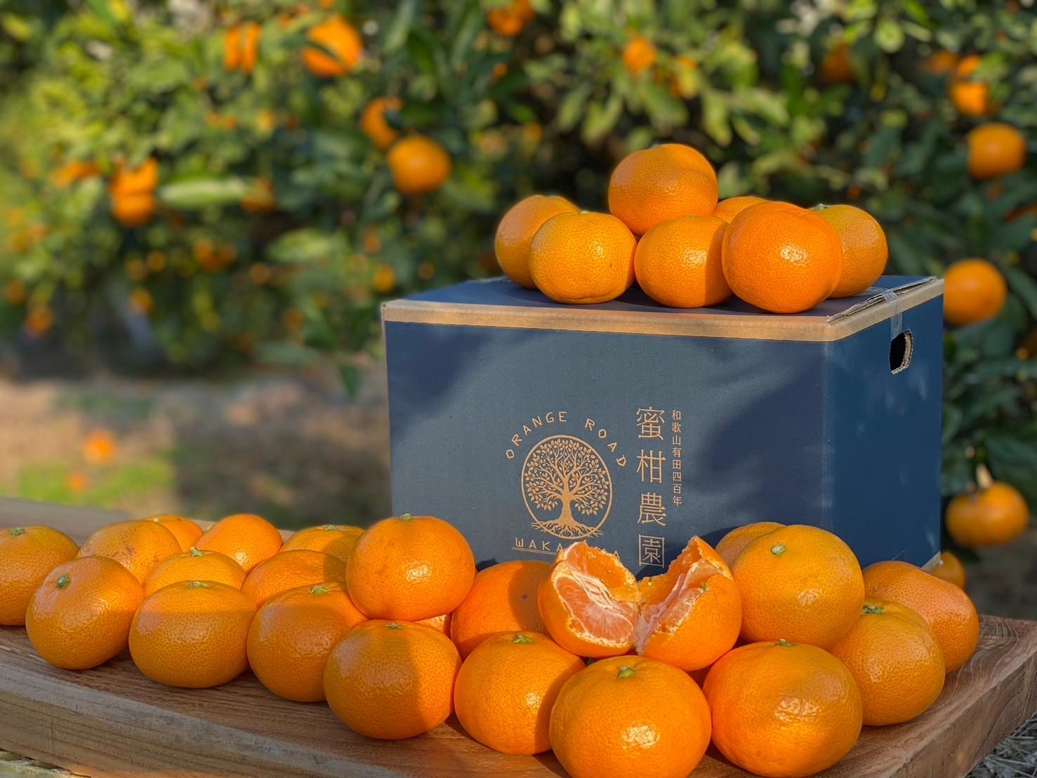 有田みかん 家庭用  3kg　濃厚完熟　お試し 味重視 (和歌山県産)