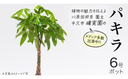 
                  パキラ 6号ポット 1点 家庭 で 園芸 鉢植え 苗 庭木 果樹 ガーデニング 植物 確実園 観葉植物 インテリア 植木鉢
                