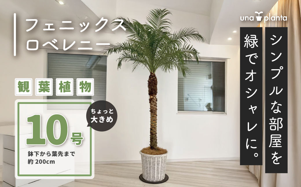 
            観葉植物 フェニックスロベレニー ロベ 10号（鉢下から葉先まで約H200cm） / 秦野 神奈川 インテリア オシャレ 室内 室外 南国感 鉢物 親王椰子 常緑低木  美しいフォルム
          