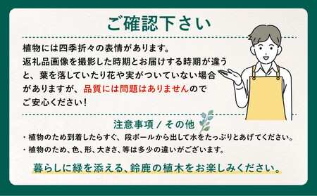 ＜産地直送＞元気なタマリュウ(7.5pot)80本セット[約2平方メートル分]