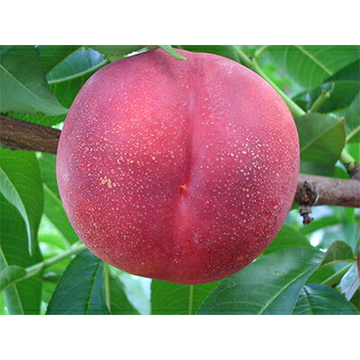 【ふるさと納税】2026年先行　スイートネクタリン　約2kg(6～12個)【配送不可地域：離島・北海道・沖縄県・中国・四国・九州】【1676551】