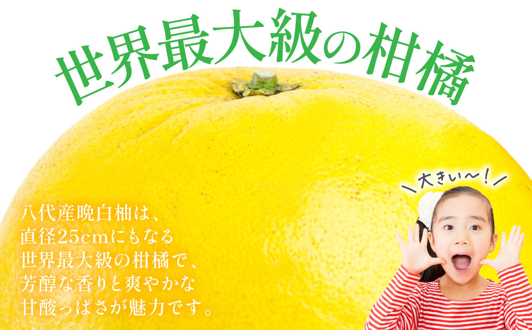 【先行予約】 晩白柚 （訳あり：不揃い5～6玉）約8kg 柑橘 果物 フルーツ 熊本県産 ばんぺいゆ フルーツ 柑橘 特産品【2026年1月上旬より順次発送】