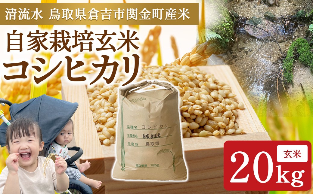
                  【令和7年産】コシヒカリ 玄米 20kg お米 米 こめ コメ こしひかり 玄米 コシヒカリ ご飯 ごはん 鳥取県 倉吉市産
                