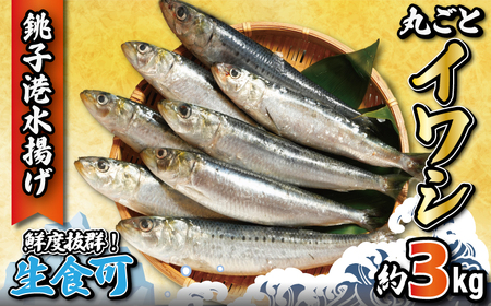 丸ごといわし 約3kg 冷凍 鰯 イワシ
