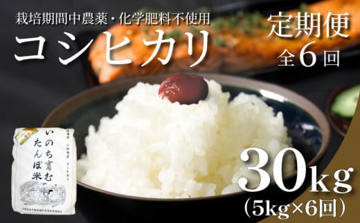 【定期便6回】 新米 米 コシヒカリ 計30kg 5kg×6回 精米したて お米 定期便 ｜ 四国 徳島県 小松島 白米 栽培期間中無農薬 ふるさと納税 おいしい こめ おこめ 精米 国産 限定 ごはん ご飯 白飯 ゴハン ふるさと ランキング 人気 送料無料 国産 TKG 卵かけご飯 おにぎり いのち育む田んぼ米 生物多様性【北海道･東北･沖縄･離島への配送不可】