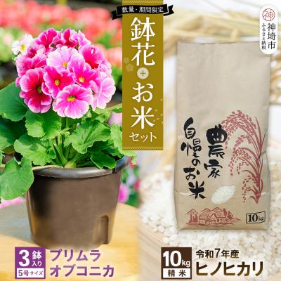 ふるさと納税 神埼市 【先行受付】鉢花 プリムラ・オブコニカ5号鉢×3鉢+ヒノヒカリ10kgセット(H069123)