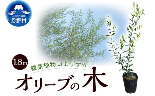 植木　オリーブ1.8m