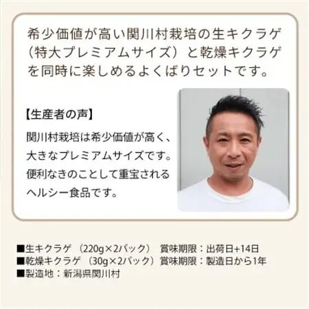 あらかわキクラゲ生・乾燥セット(生キクラゲ220g×2P・乾燥キクラゲ30g×2P) [贈呈用]【配送不可地域：離島】【1442531】