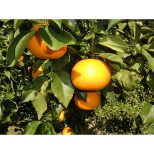 和歌山産　家庭用 完熟木なりハッサクみかん　約10kg　箱入り　M～2Lサイズ【1482411】