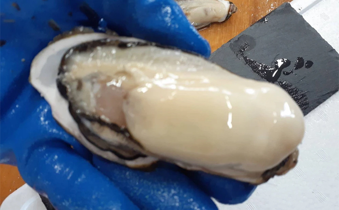 北海道 サロマ湖産 殻付き 牡蠣 約4kg 生食用 かき カキ 国産 貝付き 生牡蠣 焼き牡蠣 蒸し牡蠣 魚貝類 海鮮 美味しい 楽しい 過酷 環境 臭み ギュッ 旨味 幸せ 新鮮