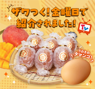 S038-T12_【定期便12回】天草 タマンゴ 6個 卵
