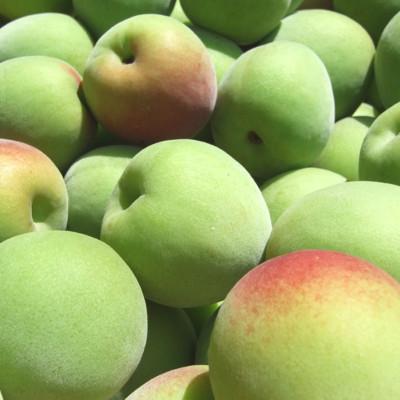 ふるさと納税 上富田町 厳選南高梅 フレッシュ青梅(生梅)【緑】3kg 特大サイズ 朝取り手選別 南高梅 梅酒用 うめ |  | 02