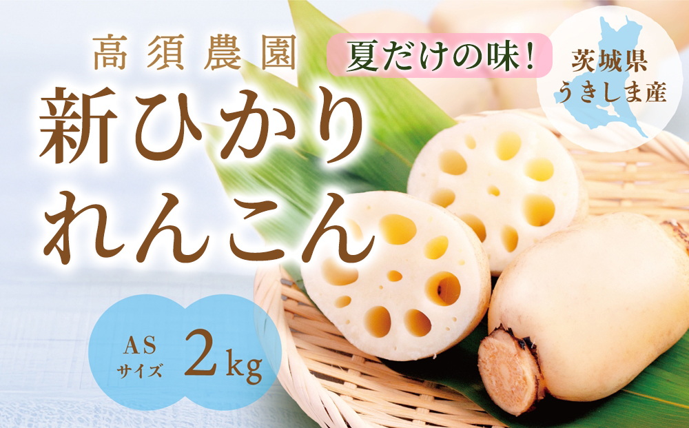 夏だけの味！「新ひかりれんこん」2kg (ASサイズ) 専用箱入｜ レンコン 新れんこん 蓮根 根野菜 浮島れんこん 稲敷 稲敷 [1743]