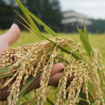 ふるさと納税 上越市 令和7年・新潟県産|特別栽培米コシヒカリ 精米10kg(富永農産) |  | 02