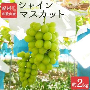 紀州和歌山産シャインマスカット　約2kg【配送不可地域：離島・北海道・沖縄県】【1520608】