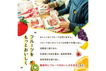 ＜先行予約受付中！2026年10月下旬～11月下旬に順次発送予定＞甘うぃ キウイ(約1.5kg・12-15玉)＜離島配送不可＞【ksg0124】【南国フルーツ】
