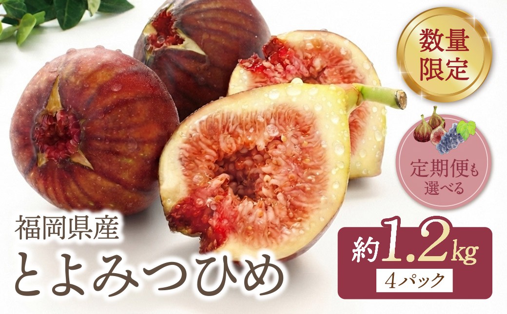 
                  ★9/30まで★とよみつひめイチジク4パック（約1.2kg）選べる定期便【2026年発送】 先行予約 無花果 いちじく ぶどう マスカット ☆TVで紹介されました☆ フルーツ 人気 果物 くだもの おすすめ Z20
                