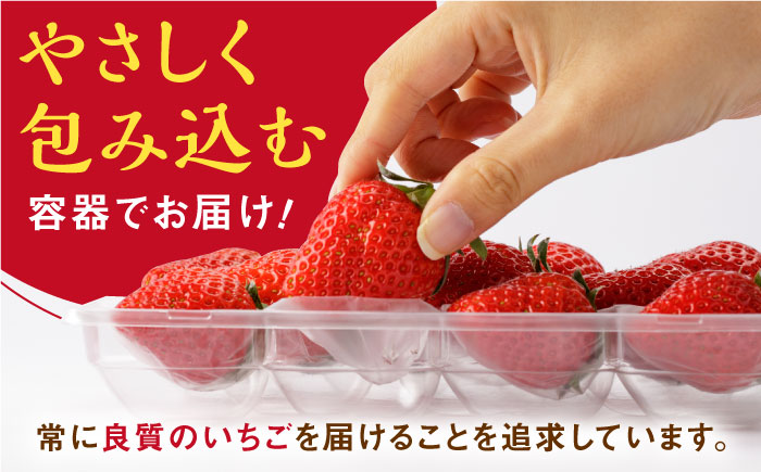 【先行予約】【農家直送】いちごさん（240g×2パック）【StrawberryFarm-K】 [IBJ001]