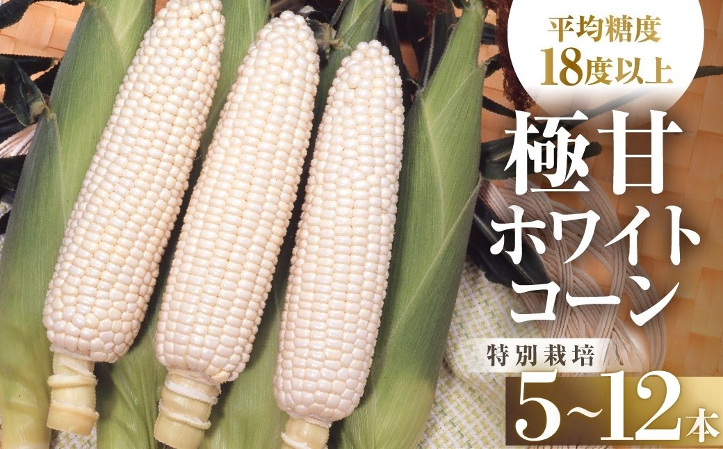 
                  【先行予約】渥美半島産　青木さんちのとうもろこし　ホワイトコーン 10本～12本 約4kg とうもろこし デザート 農家直送 送料無料 朝採れ コーン 野菜 キャンプ BBQ バーベキュー おやつ 田原市 渥美半島 愛知県 夏 旬
                