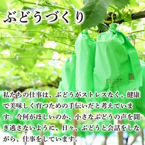 シャインマスカット 約1kg 2房 ＜出荷時期：2025年8月下旬～9月下旬頃＞ ぶどう 葡萄 シャインマスカット シャインマスカット シャインマスカット