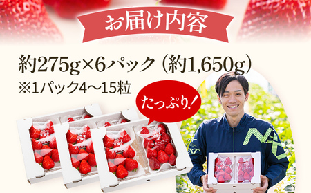 いちご あまおう 約275g×6P R9年3月～5月中旬順次発送 いちご