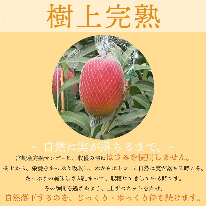 【先行予約】フルーツ専門店『南国フルーツ』厳選宮崎完熟マンゴー2玉(計500g)宮崎県西都市産 2027年発送＜73-2b＞