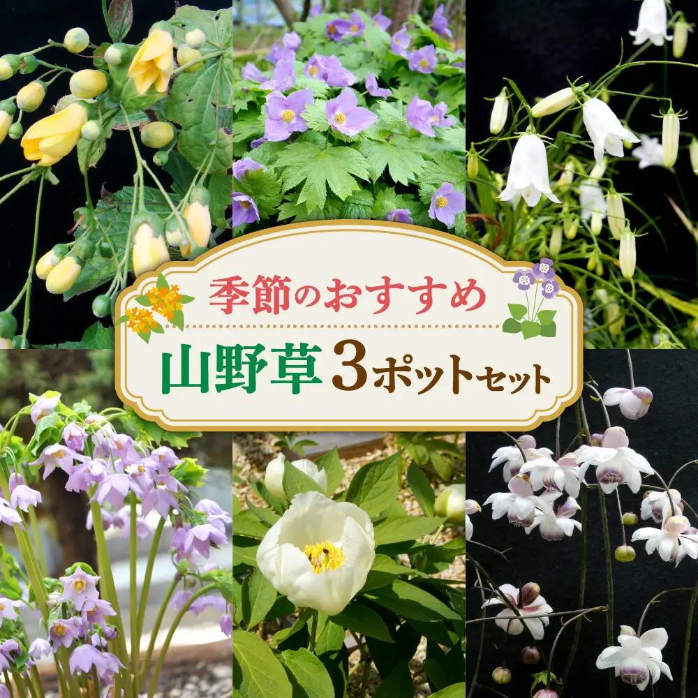 季節のおすすめ山野草3ポットセット