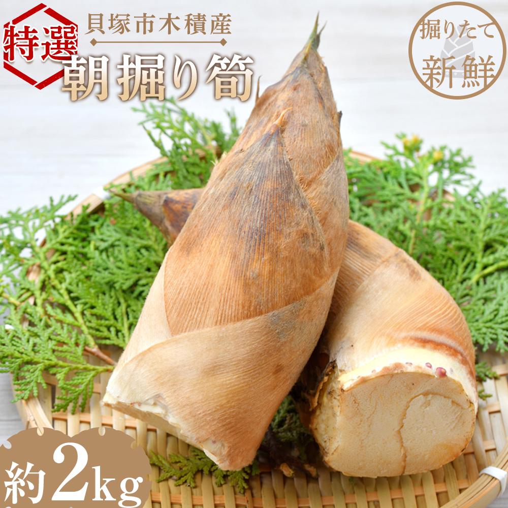 【ふるさと納税】＜先行予約＞貝塚市木積産　特選朝掘り筍　約2kg