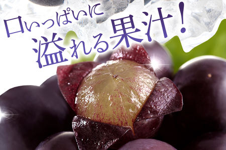 【 2025年 先行予約 】 巨峰 2kg ( 種あり ) 石田ぶどう園 5房 ～ 8房 ぶどう ブドウ 国産 果物 くだもの 葡萄 フルーツ 2キロ 9月 10月 発送 秋 旬 品種 茨城県産 産地