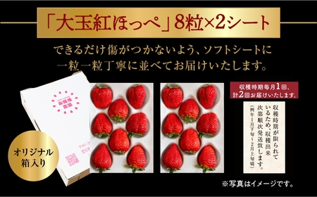 【先行予約】2025年1月～順次発送 濃厚 大粒 いちご 紅ほっぺ プレミアム  2回 定期便 8粒 2シート お陽様農園 産地直送 愛知県 田原市産 