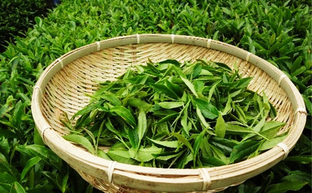 高梁 紅茶 ティーバッグ 10包/袋  国産 紅茶 高梁 地紅茶 飲料