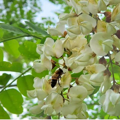 ふるさと納税 盛岡市 非加熱はちみつ　盛岡産あかしあ600g瓶 |  | 02