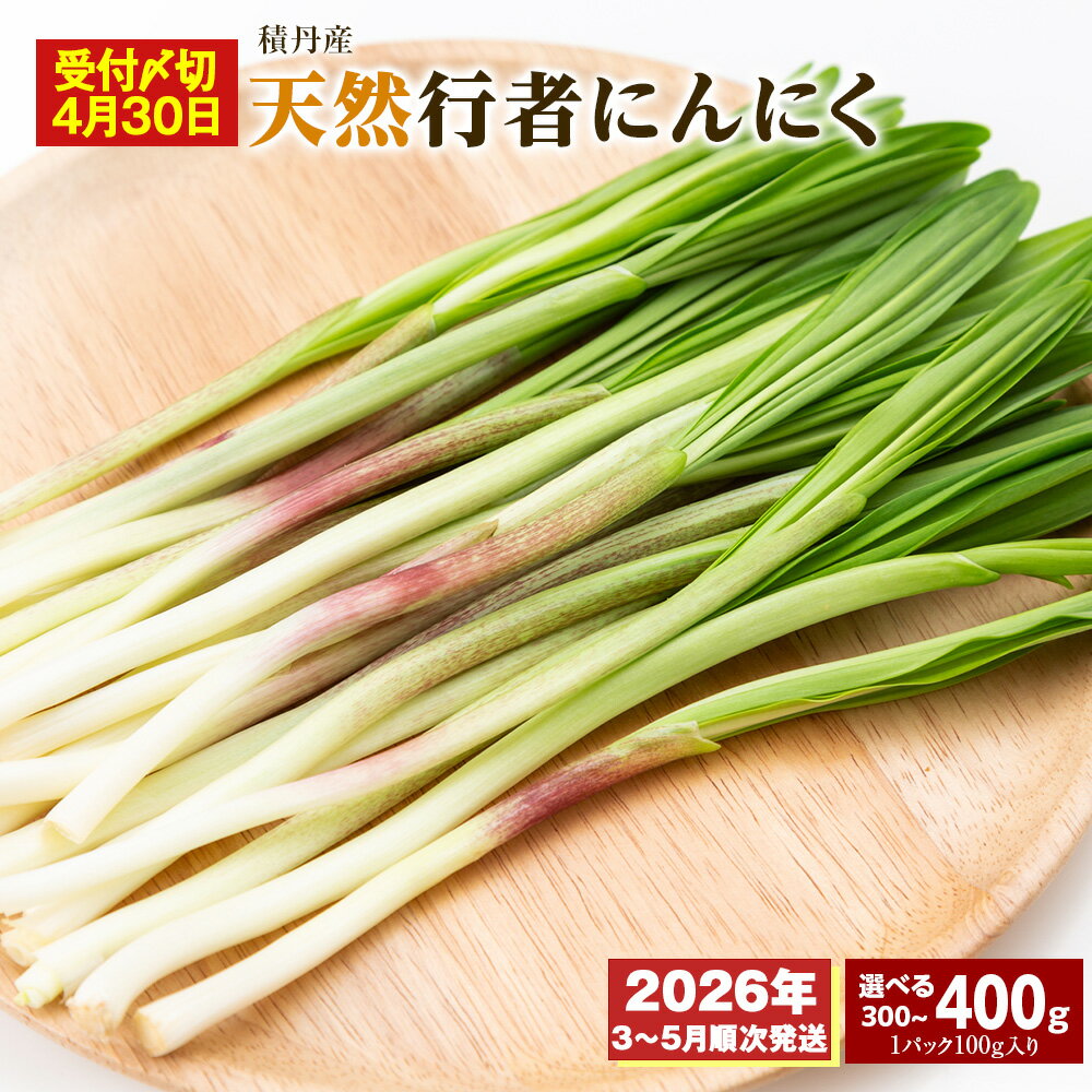 【ふるさと納税】「4月30日まで受付」積丹産天然行者ニンニク 選べる300g・400g （1パック100g）北海道ふるさと納税 積丹町 ふるさと納税 北海道 山菜 行者ニンニク 北海道産