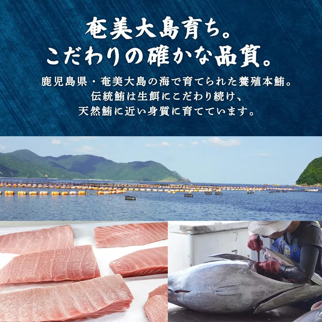 奄美大島 伝統鮪 厚切り 中トロ・赤身（各1柵 各250g）セット 柵 冷凍 鮪 まぐろ 海鮮 刺し身 お刺身 さしみ 生食用 赤身 中トロ 鹿児島県 奄美大島 宇検村