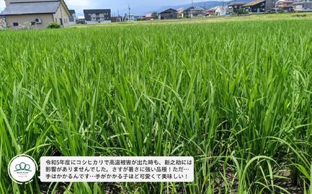 【令和7年新米予約】精米10kg 南魚沼産新之助（5kg×2袋）【令和7年10月中旬から順次発送予定】農家直送_AG